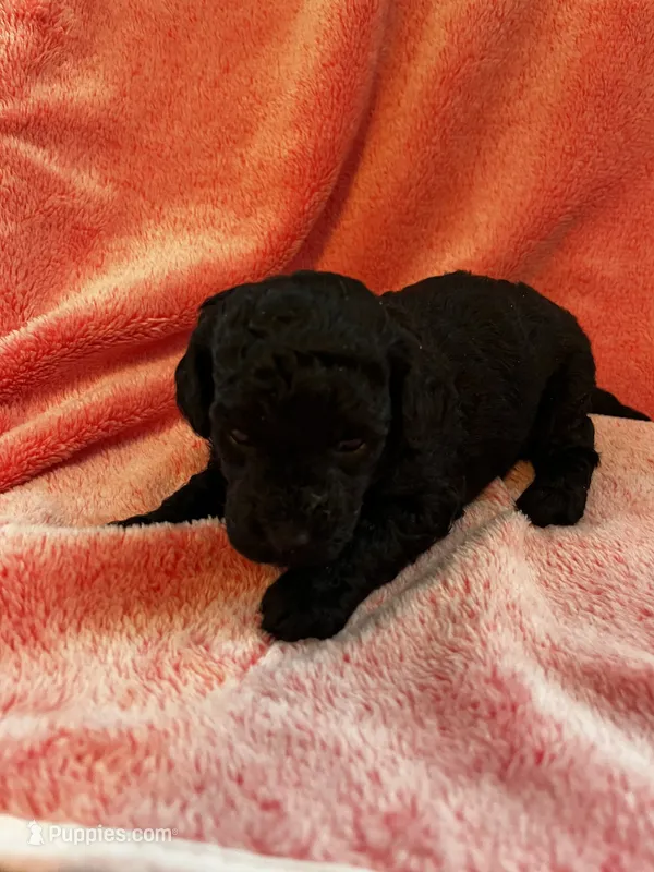 Diva – Miniature Goldendoodle puppy for sale in Shelbyville, IN