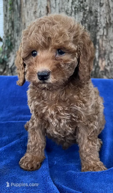 Rusty - mini – Miniature Goldendoodle puppy for sale in Shelbyville, IN