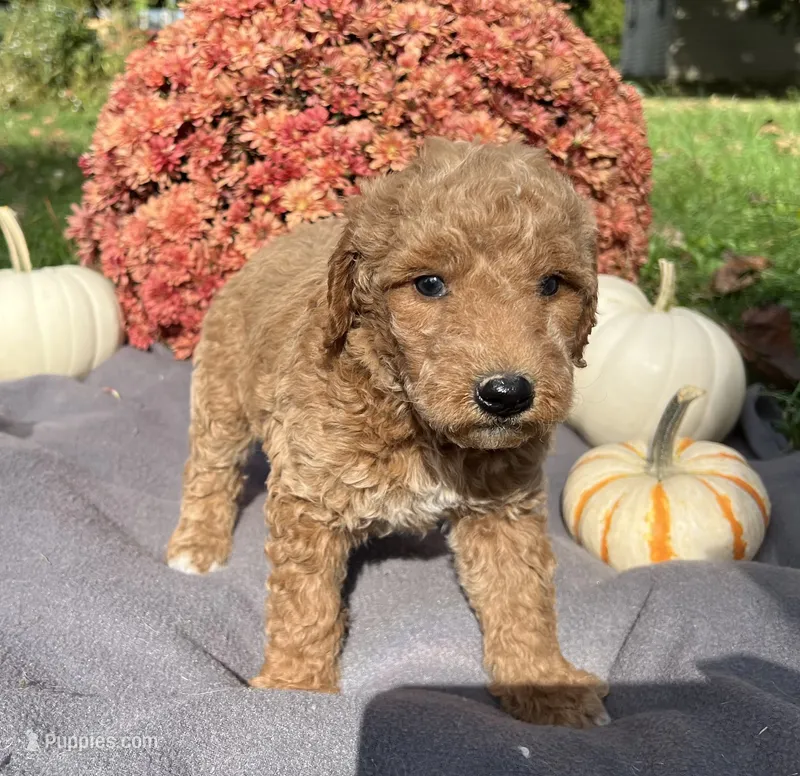 Sarge – Miniature Goldendoodle puppy for sale in Shelbyville, IN