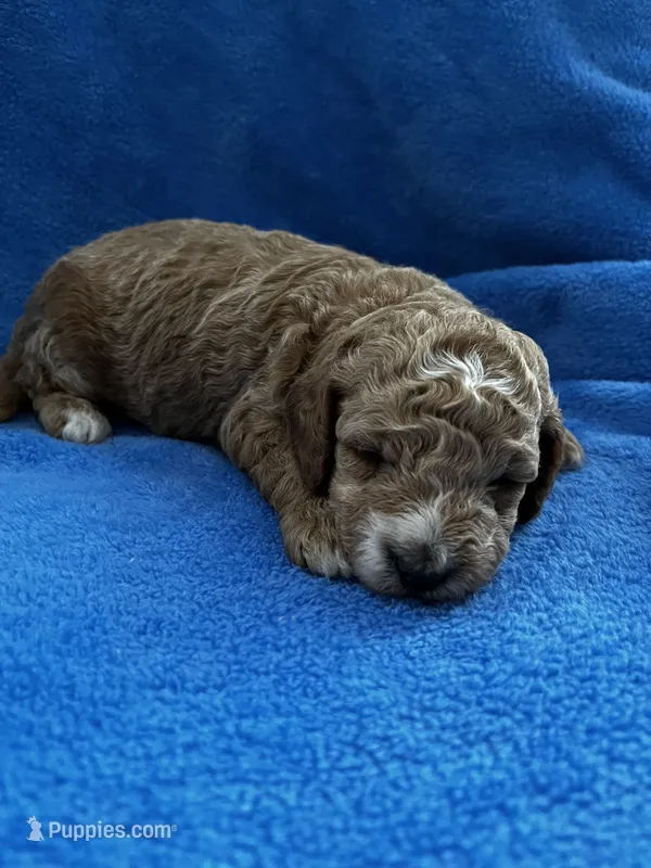 Rusty – Miniature Goldendoodle puppy for sale in Shelbyville, IN