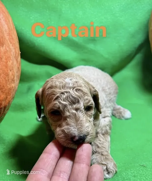 Captain  – Miniature Goldendoodle puppy for sale in Shelbyville, IN