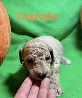 Captain , a male Miniature Goldendoodle for sale in Shelbyville, IN – 1 of 1