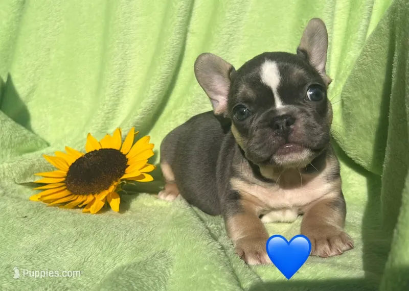 Navy – French Bulldog puppy for sale in Shelbyville, IN