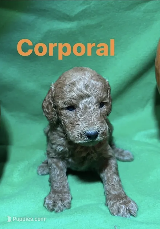 Corporal – Miniature Goldendoodle puppy for sale in Shelbyville, IN
