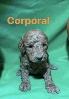 Corporal, a male Miniature Goldendoodle for sale in Shelbyville, IN – 1 of 1