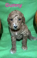 Gunny, a female Miniature Goldendoodle for sale in Shelbyville, IN – 1 of 1