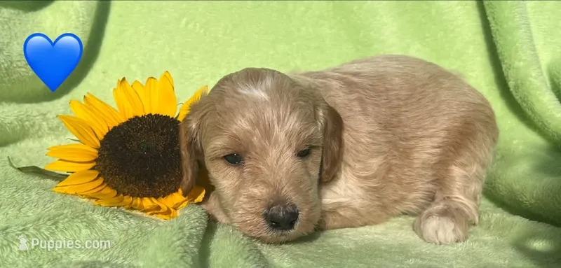 Rodney- mini – Miniature Goldendoodle puppy for sale in Shelbyville, IN