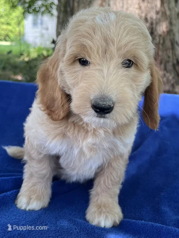 Rodney- mini – Miniature Goldendoodle puppy for sale in Shelbyville, IN