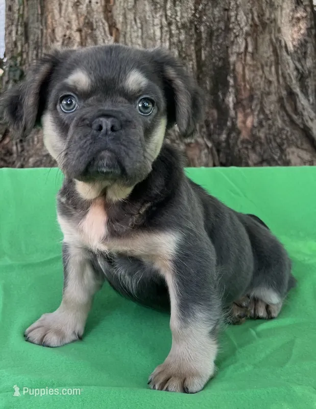 Azure fluffy AKC – French Bulldog puppy for sale in Shelbyville, IN