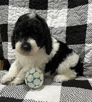 Tri- Cooper , a male Miniature Goldendoodle for sale in Shelbyville, IN – 2 of 3