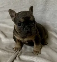 Indigo, a female French Bulldog for sale in Shelbyville, IN – 1 of 1