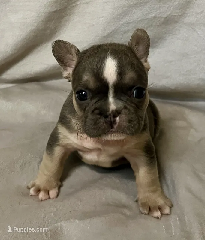 Navy – French Bulldog puppy for sale in Shelbyville, IN