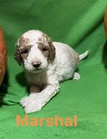 Marshall , a male Miniature Goldendoodle for sale in Shelbyville, IN – 1 of 1