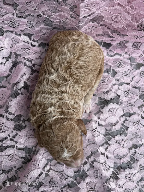 Dolly – Miniature Goldendoodle puppy for sale in Shelbyville, IN