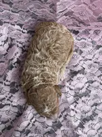 Dolly, a female Miniature Goldendoodle for sale in Shelbyville, IN – 1 of 4