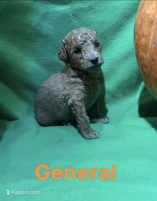 General  – Miniature Goldendoodle puppy for sale in Shelbyville, IN