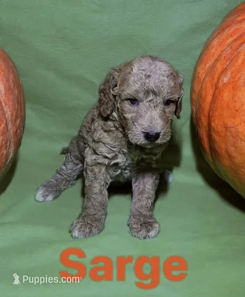 Sarge – Miniature Goldendoodle puppy for sale in Shelbyville, IN