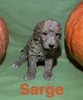 Sarge, a male Miniature Goldendoodle for sale in Shelbyville, IN – 1 of 1