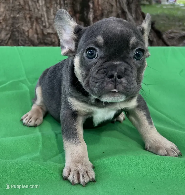 Sapphire AKC  – French Bulldog puppy for sale in Shelbyville, IN
