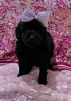 Diva, a female Miniature Goldendoodle for sale in Shelbyville, IN – 2 of 3