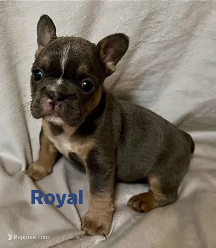 Royal – French Bulldog puppy for sale in Shelbyville, IN