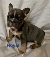 Royal, a male French Bulldog for sale in Shelbyville, IN – 1 of 1