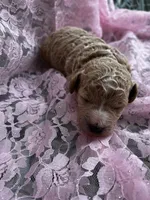Dolly, a female Miniature Goldendoodle for sale in Shelbyville, IN – 3 of 4