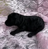 Diva, a female Miniature Goldendoodle for sale in Shelbyville, IN – 2 of 2