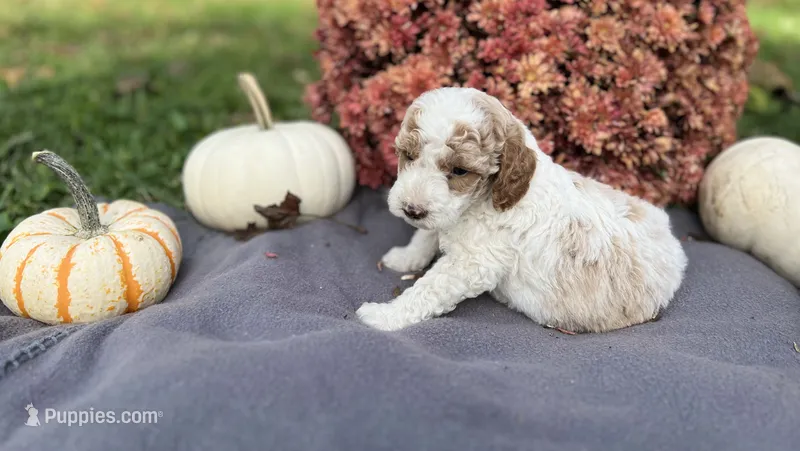 Marshall  – Miniature Goldendoodle puppy for sale in Shelbyville, IN