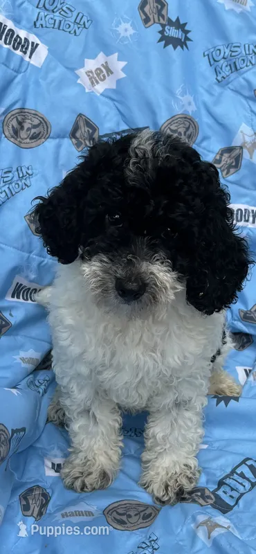 Tri- Cooper  – Miniature Goldendoodle puppy for sale in Shelbyville, IN