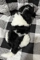 Tri- Cooper , a male Miniature Goldendoodle for sale in Shelbyville, IN – 3 of 3