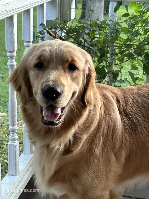 Kota – Golden Retriever puppy for sale in Columbia, MO