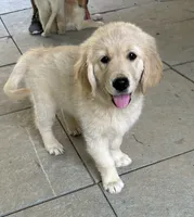 No names :), a female Golden Retriever for sale in Columbia, MO – 3 of 4