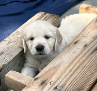 Rocky, a female Golden Retriever for sale in Columbia, MO – 3 of 5