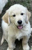 We have 2 girls and 2 boys available! , a female Golden Retriever for sale in Columbia, MO – 7 of 8