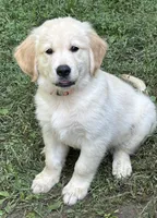 We have 2 girls and 2 boys available! , a female Golden Retriever for sale in Columbia, MO – 8 of 8