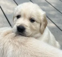 Rocky, a female Golden Retriever for sale in Columbia, MO – 4 of 5