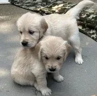Rocky, a female Golden Retriever for sale in Columbia, MO – 2 of 5