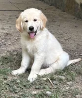 No names :), a female Golden Retriever for sale in Columbia, MO – 2 of 4