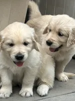 Rocky, a female Golden Retriever for sale in Columbia, MO – 5 of 5