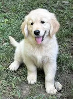 We have 2 girls and 2 boys available! , a female Golden Retriever for sale in Columbia, MO – 6 of 8