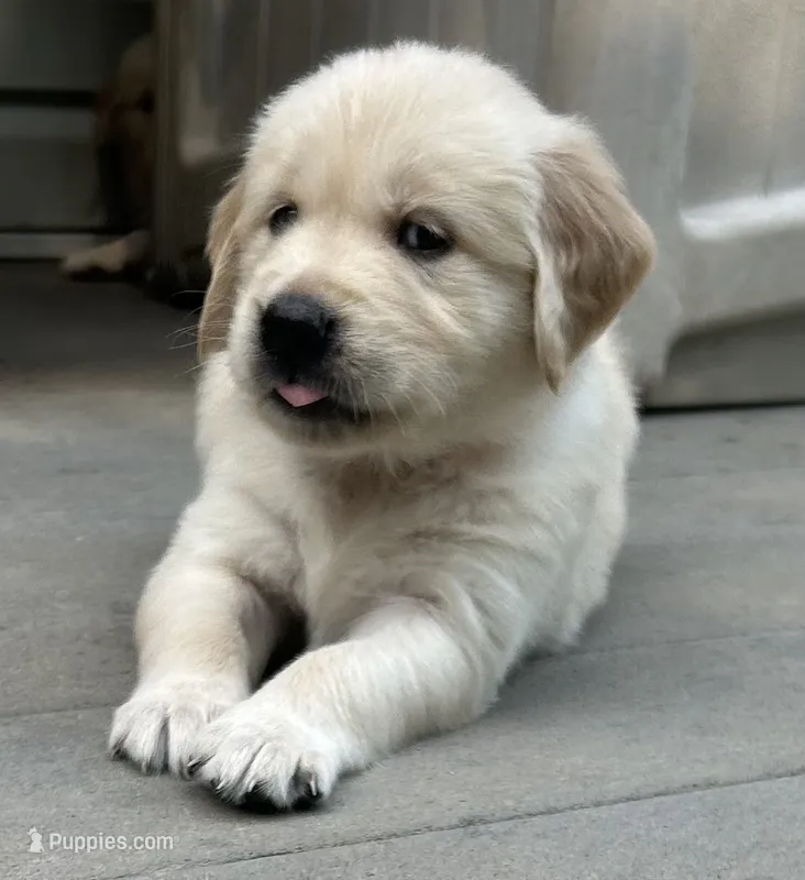 Rocky – Golden Retriever puppy for sale in Columbia, MO