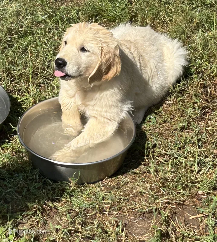 No names :) – Golden Retriever puppy for sale in Columbia, MO