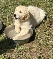 No names :), a female Golden Retriever for sale in Columbia, MO – 1 of 4