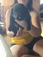 F1, a female Labrador Retriever for sale in Clyde, NY – 3 of 3