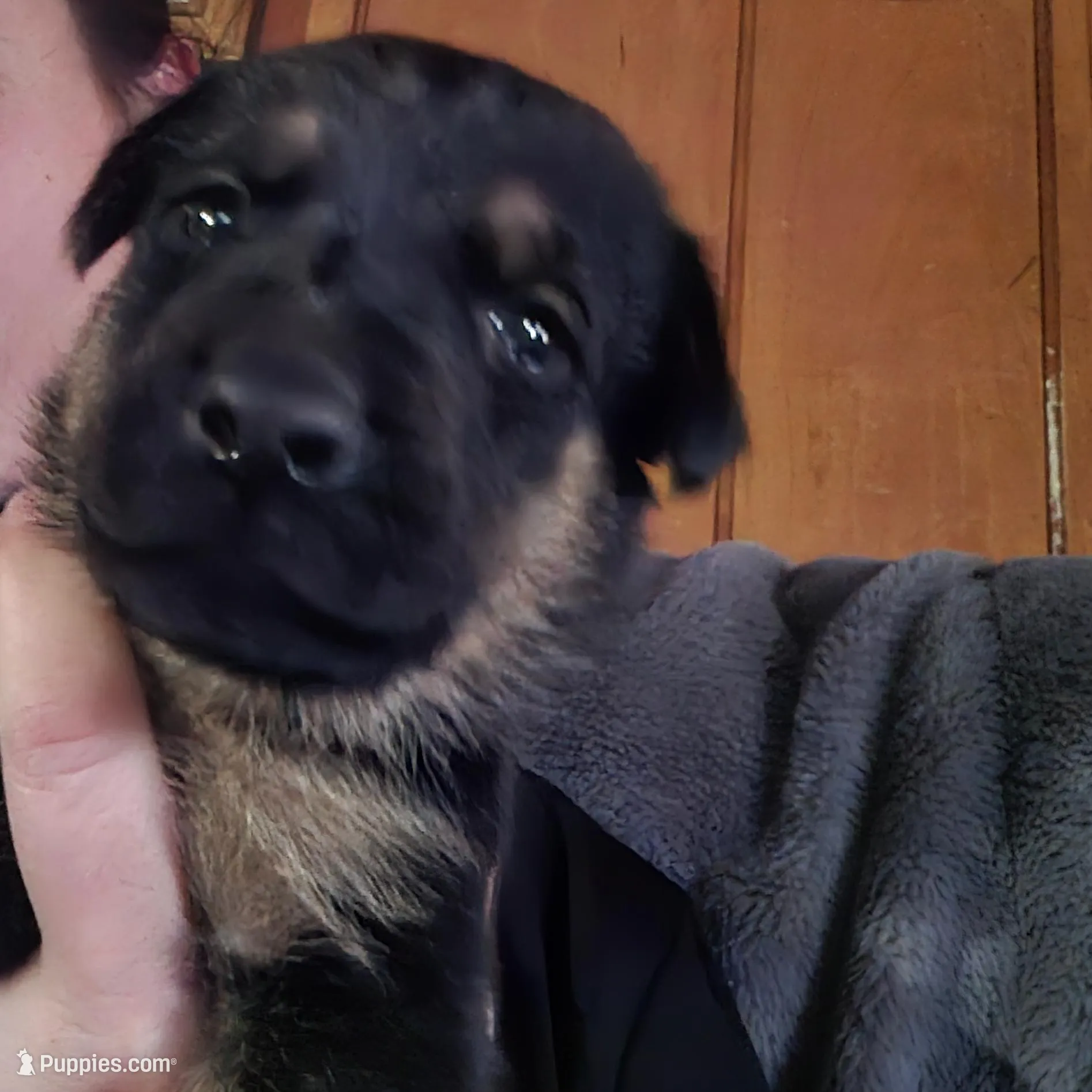 Alvin , a male German Shepherd Dog for sale in Clyde, NY – Photo 1 of 2