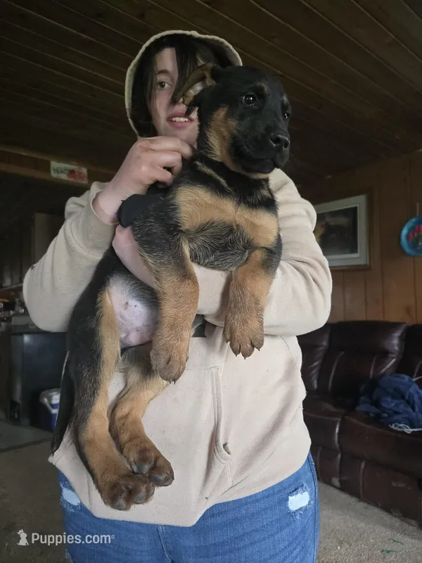 Alvin  – German Shepherd Dog puppy for sale in Clyde, NY