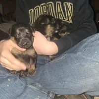 Alvin , a male German Shepherd Dog for sale in Clyde, NY – Photo 4 of 4