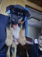 Alvin , a male German Shepherd Dog for sale in Clyde, NY – Photo 2 of 4