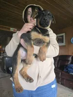 Alvin , a male German Shepherd Dog for sale in Clyde, NY – Photo 3 of 3